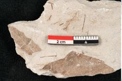 Foto (Detailansicht) von Hypnum sagorianum Ettingshausen (NHMW-GEO-2024-0188-6730)